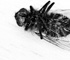 deadfly