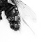deadfly