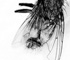 deadfly