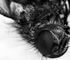 deadfly