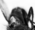 deadfly