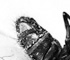 deadfly