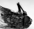 deadfly