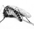 deadfly