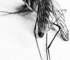 deadfly