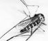 deadfly