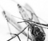 deadfly