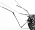 deadfly
