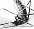 deadfly