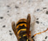 deadfly