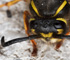 deadfly