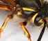 deadfly