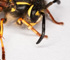 deadfly