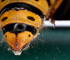 deadfly