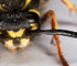 deadfly