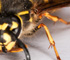 deadfly