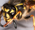 deadfly