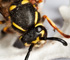 deadfly