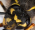 deadfly