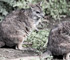 zoo2010