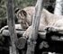 zoo2010