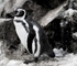 zoo2010