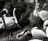 zoo2010