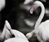 zoo2010