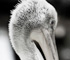 zoo2010
