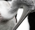 zoo2010