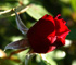 Click