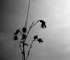 Click