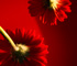 Click
