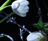 Click
